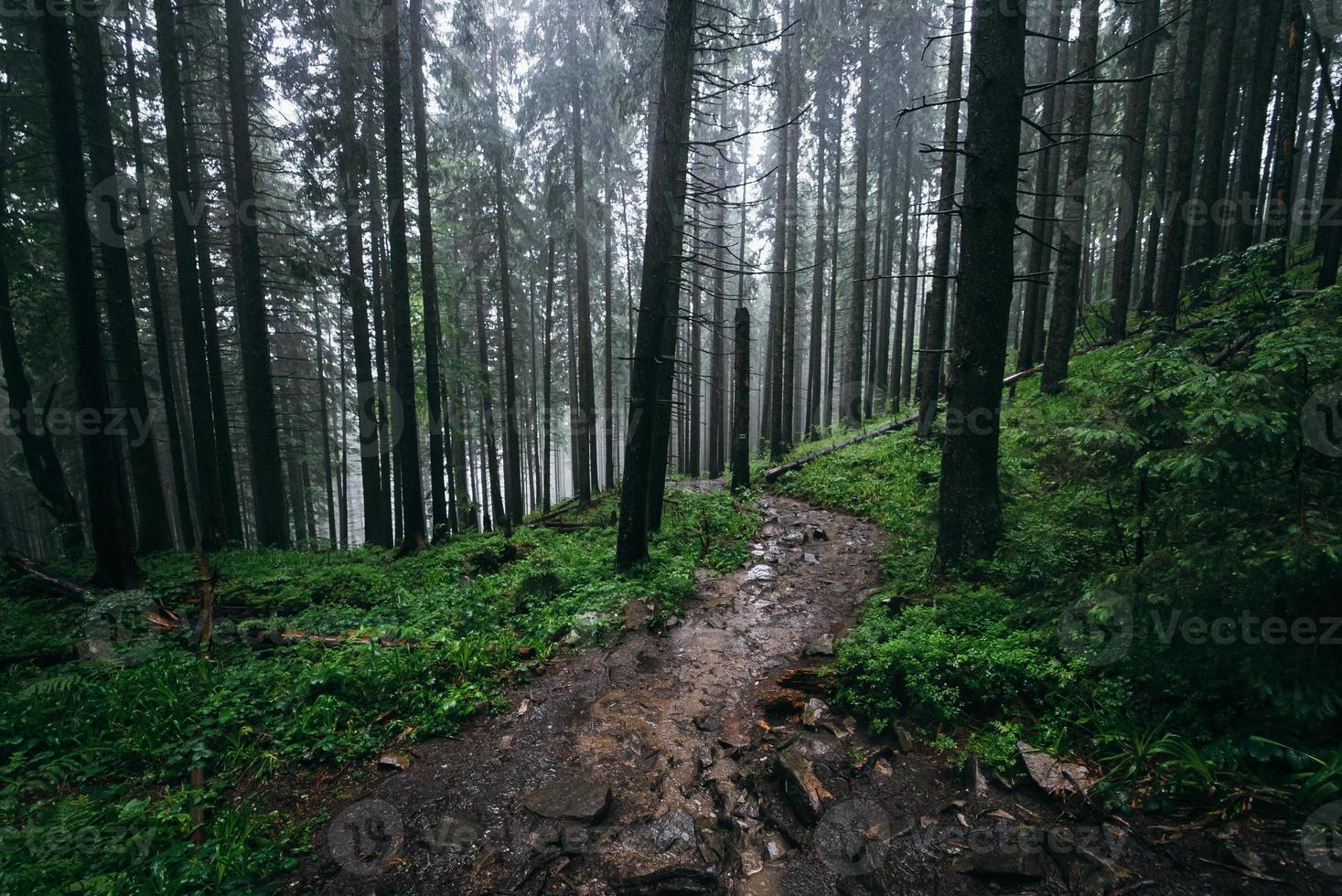 pesante pioggia nel il foresta, acqua affrettandosi giù il sentiero foto