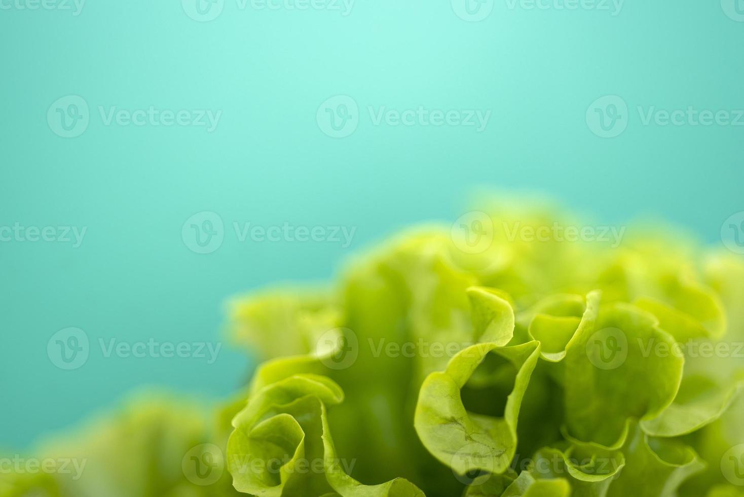 lattuga foglia su verde sfondo con spazio per testo. foto