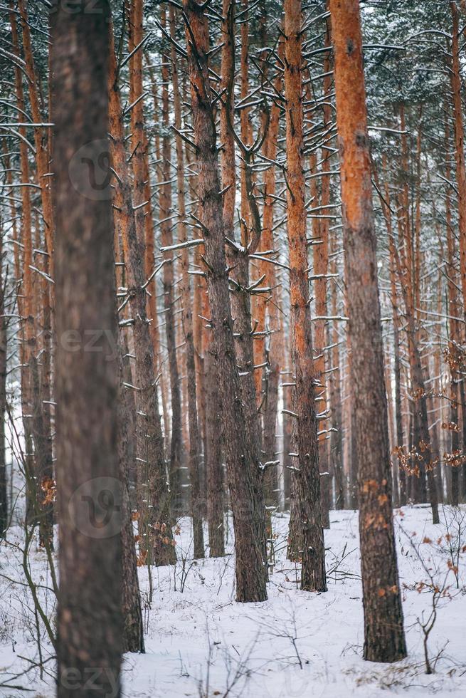 inverno foresta con neve su alberi e pavimento foto