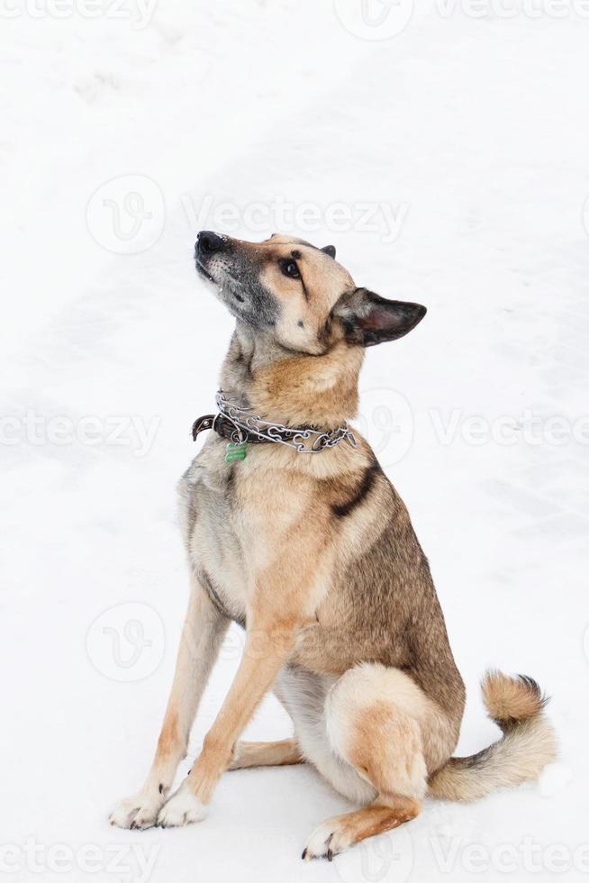 Marrone e bianca capelli corti bastardo cane su un' sfondo di un' inverno nevoso parco. foto