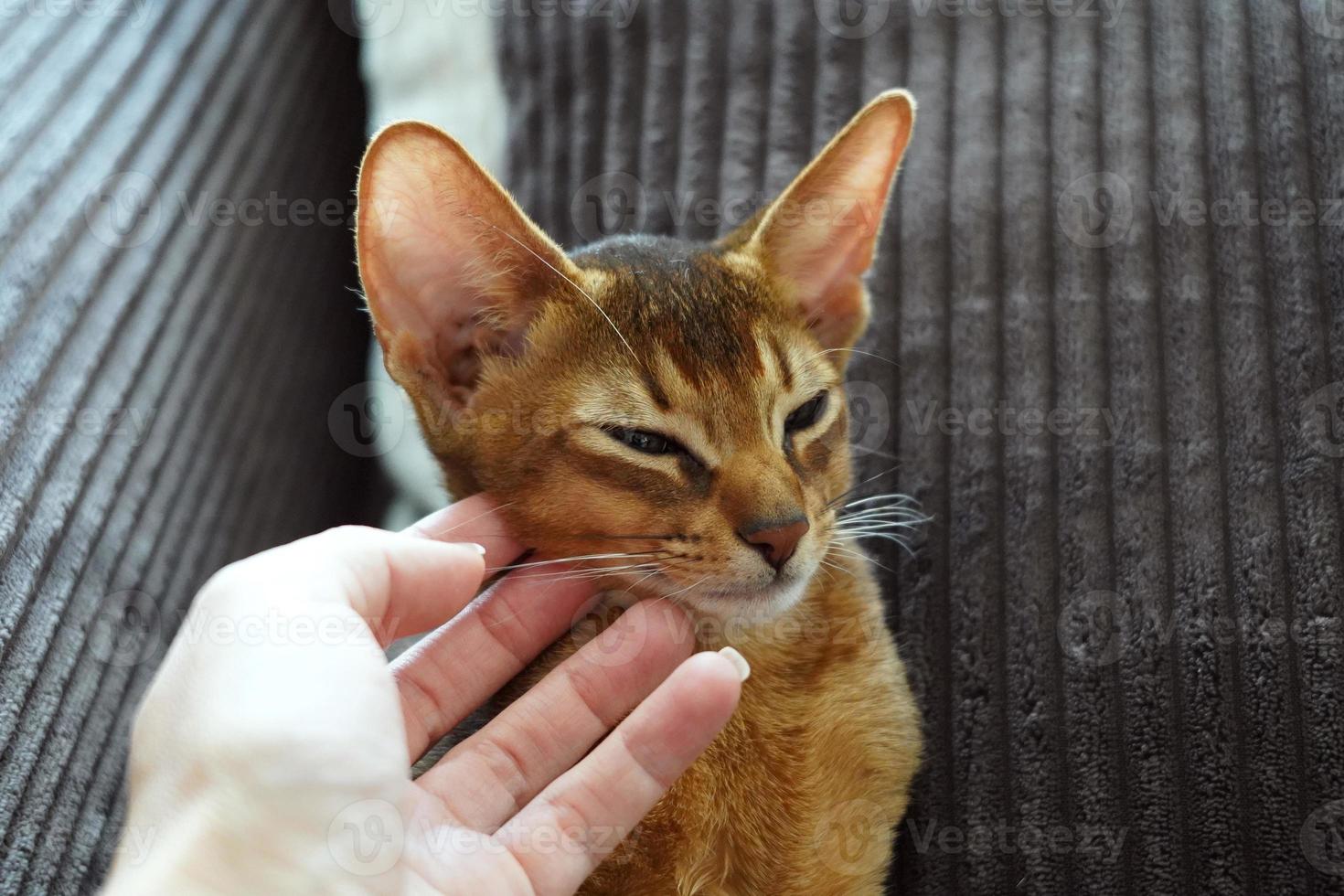 un' donna carezzevole sua domestico animale domestico un abissino gatto foto