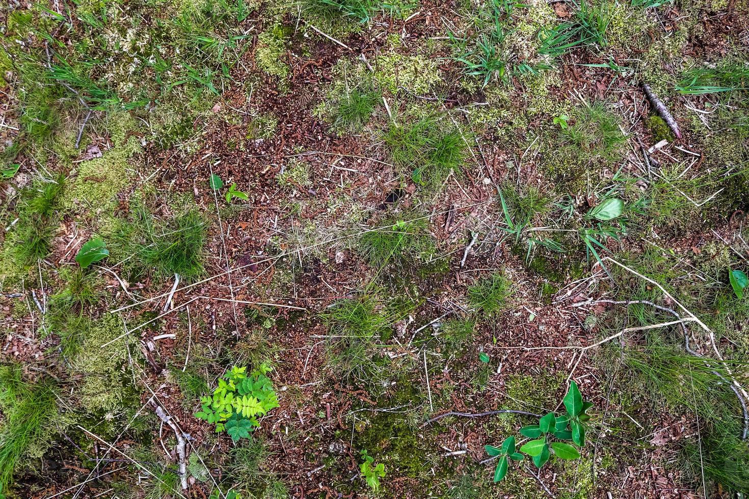 dettagliato vicino su Visualizza su un' foresta terra struttura con muschio e rami foto