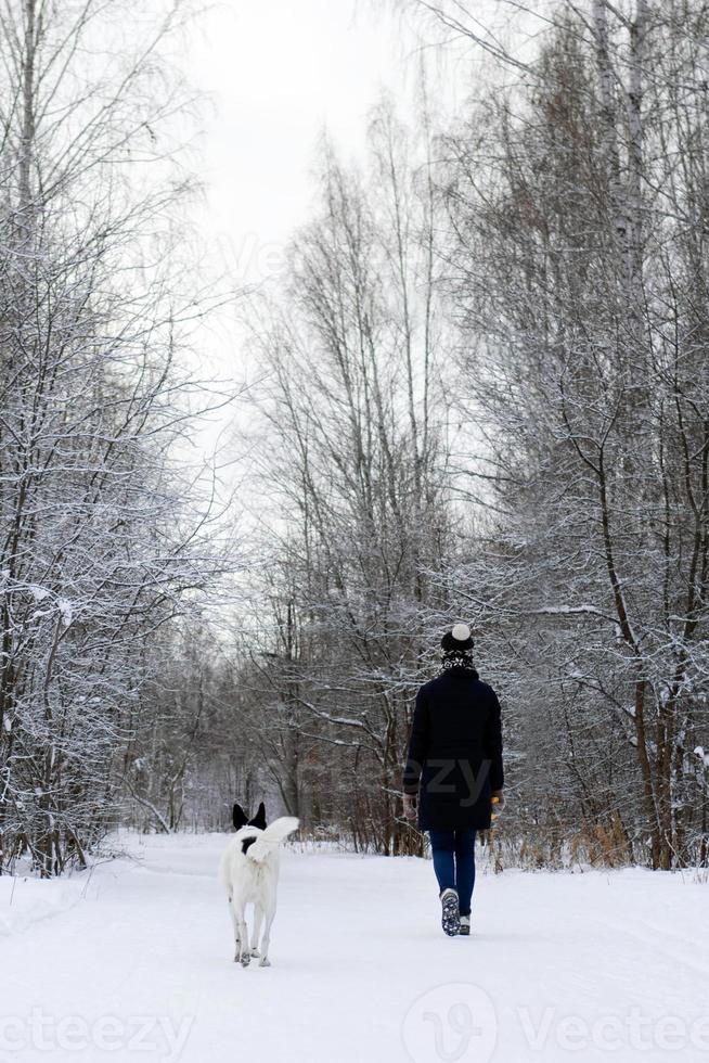 giovane donna è a piedi con sua nero bianco cane nel inverno foresta. foto