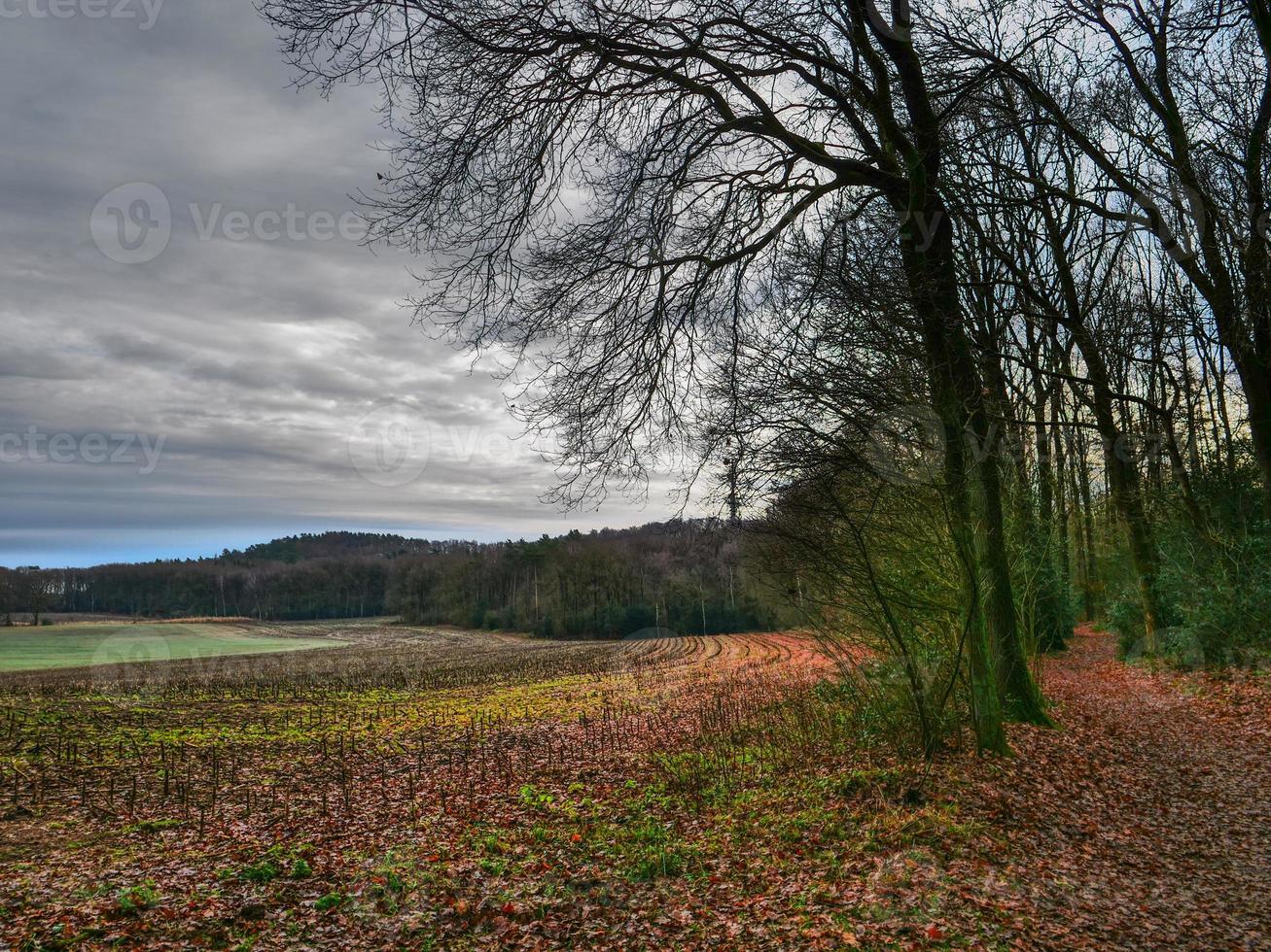 escursioni a piedi vicino reken nel il Tedesco Münsterland foto