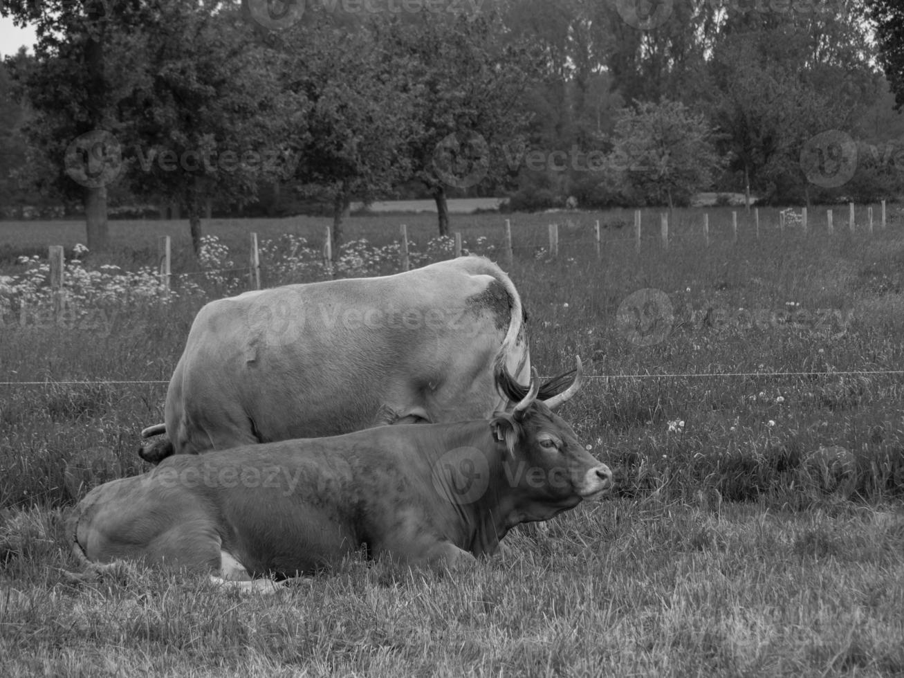 mucche nel muensterland tedesco foto