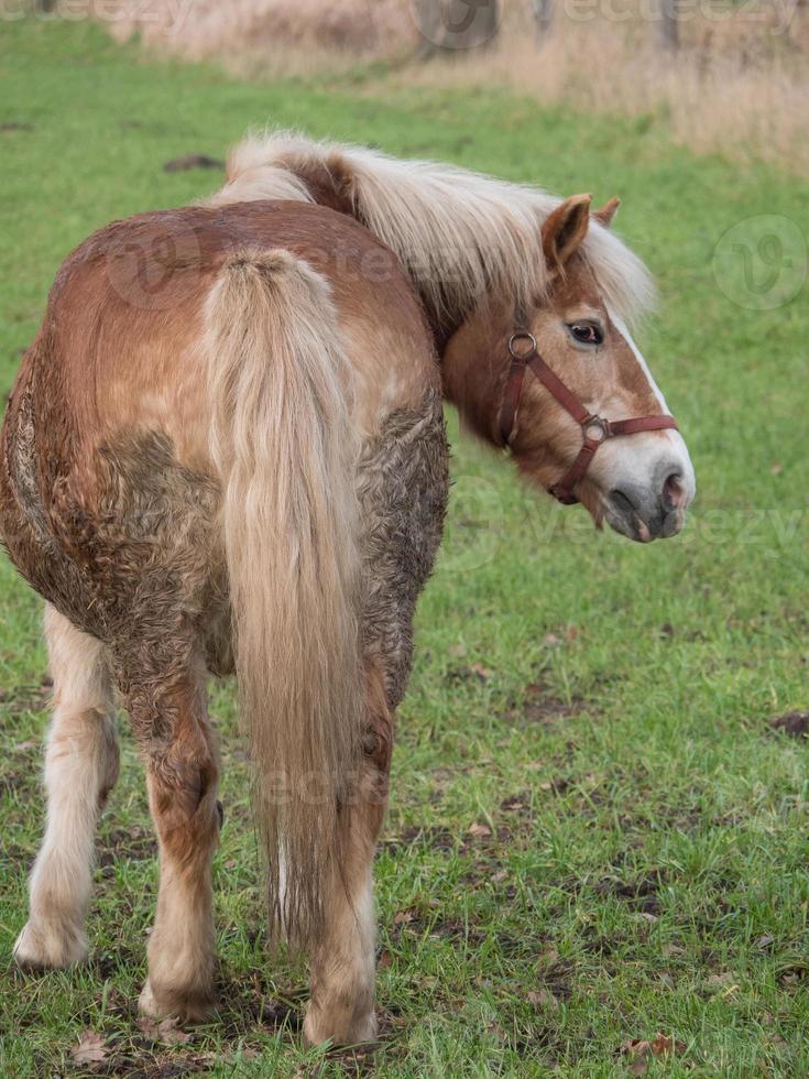 cavallo su un' prato nel westfalia foto