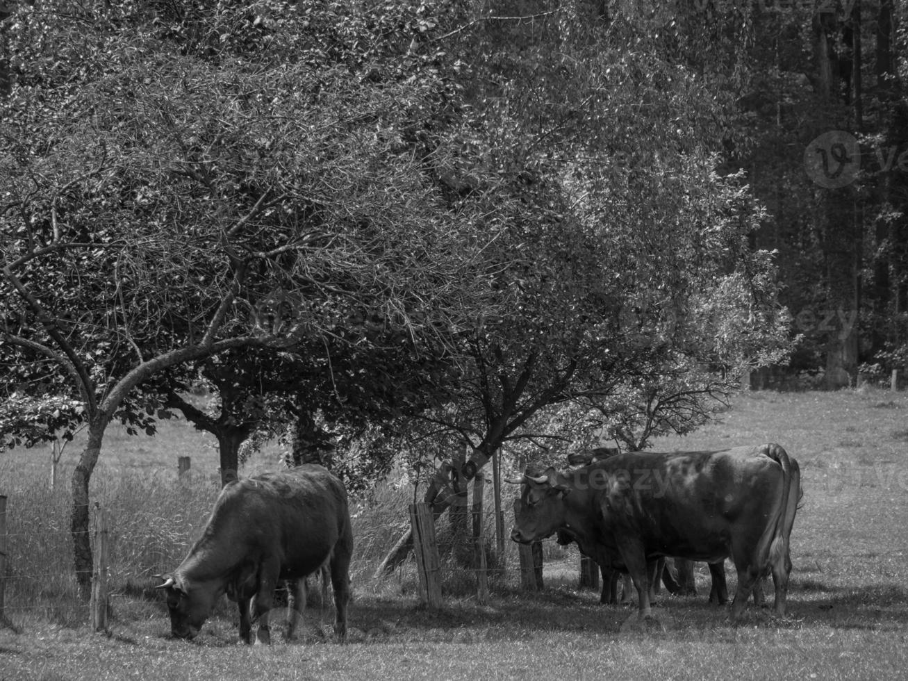 mucche nel muensterland tedesco foto