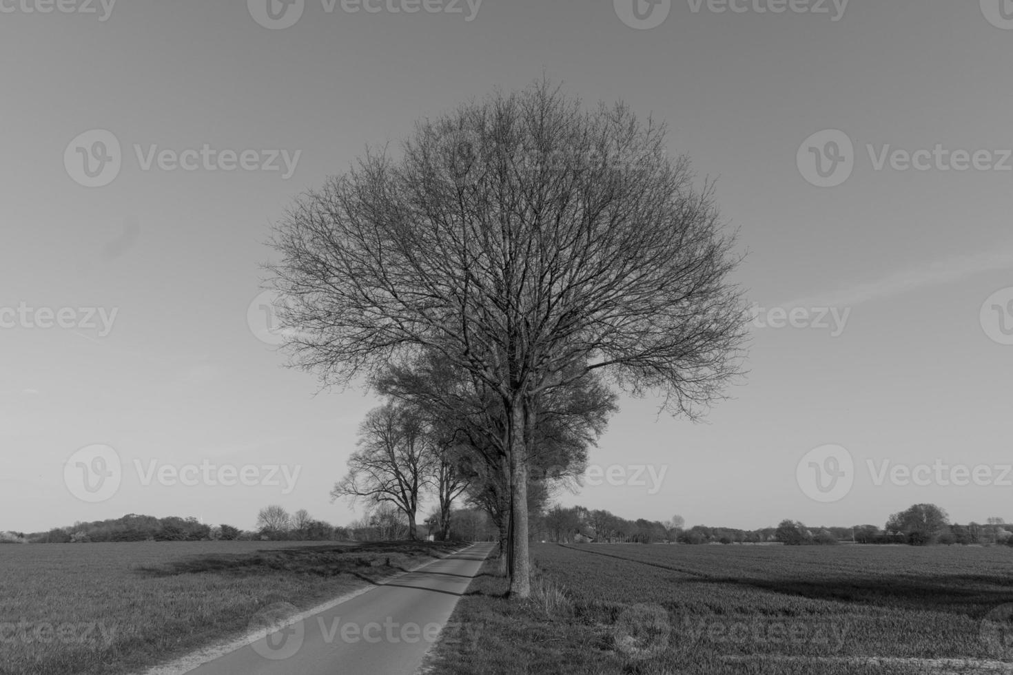 estate nel westfalia foto