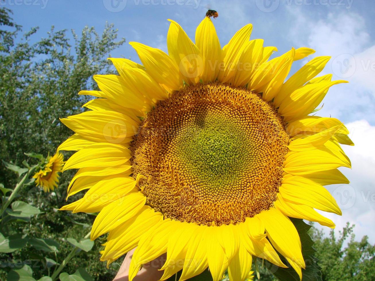 girasoli crescere nel il campo nel il estate di il sfondo di il blu cielo. avvicinamento foto