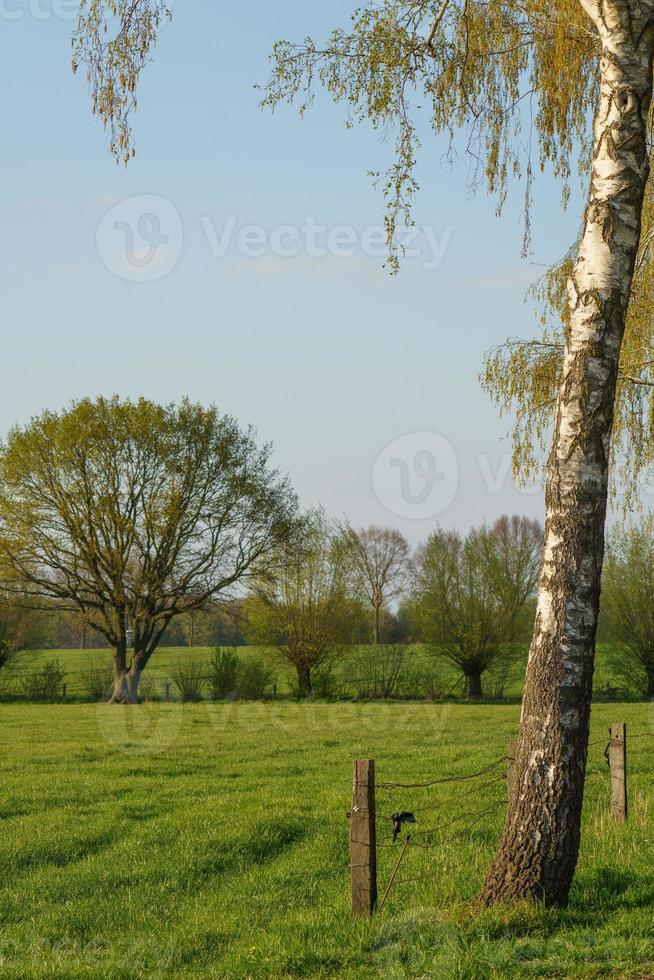 alberi nel westfalia foto