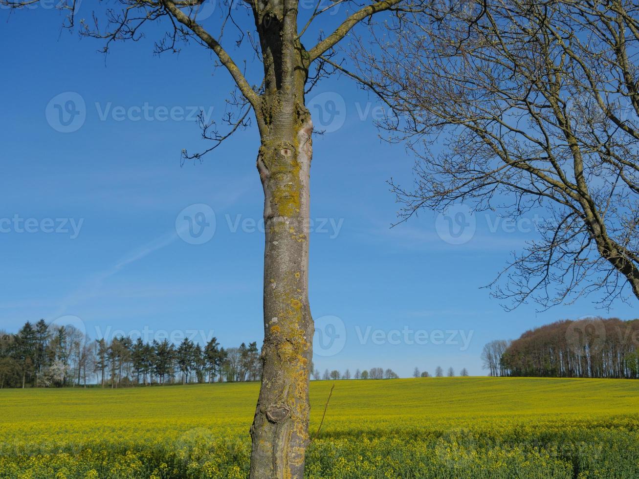 primavera tempo nel il Tedesco baumber foto