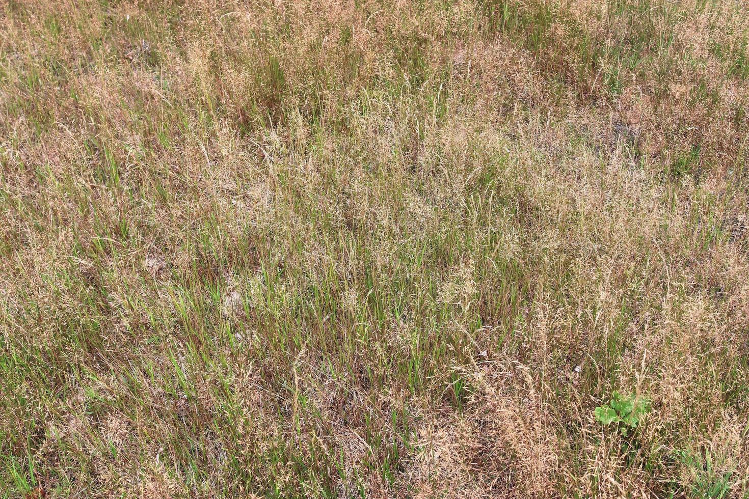 primo piano superficie di erba verde su un prato in una soleggiata giornata estiva. foto