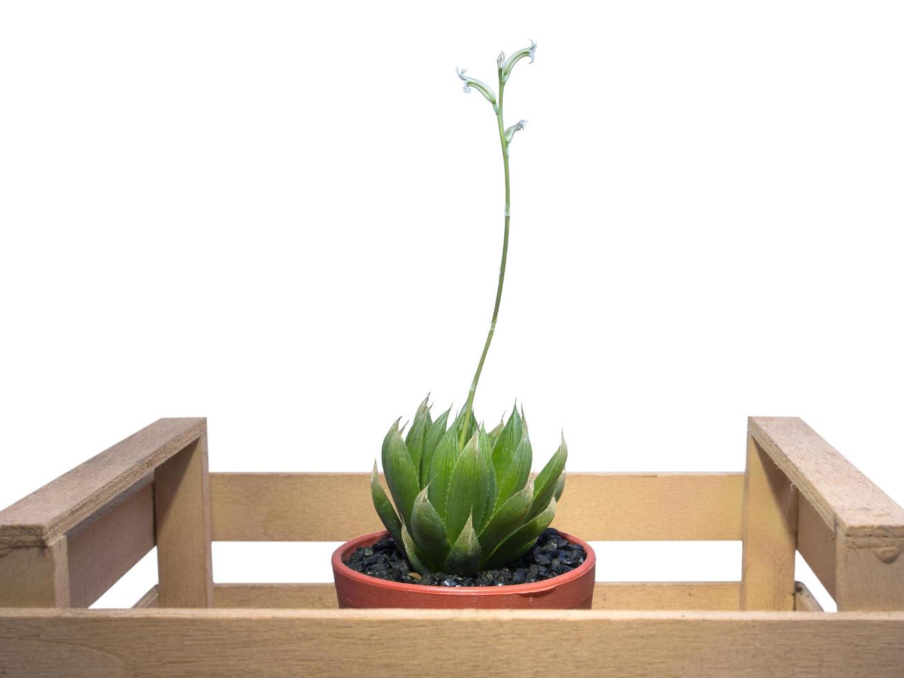 fiori haworthia cooperi nel rosso il giro plastica pentola su un' di legno picchetto. foto