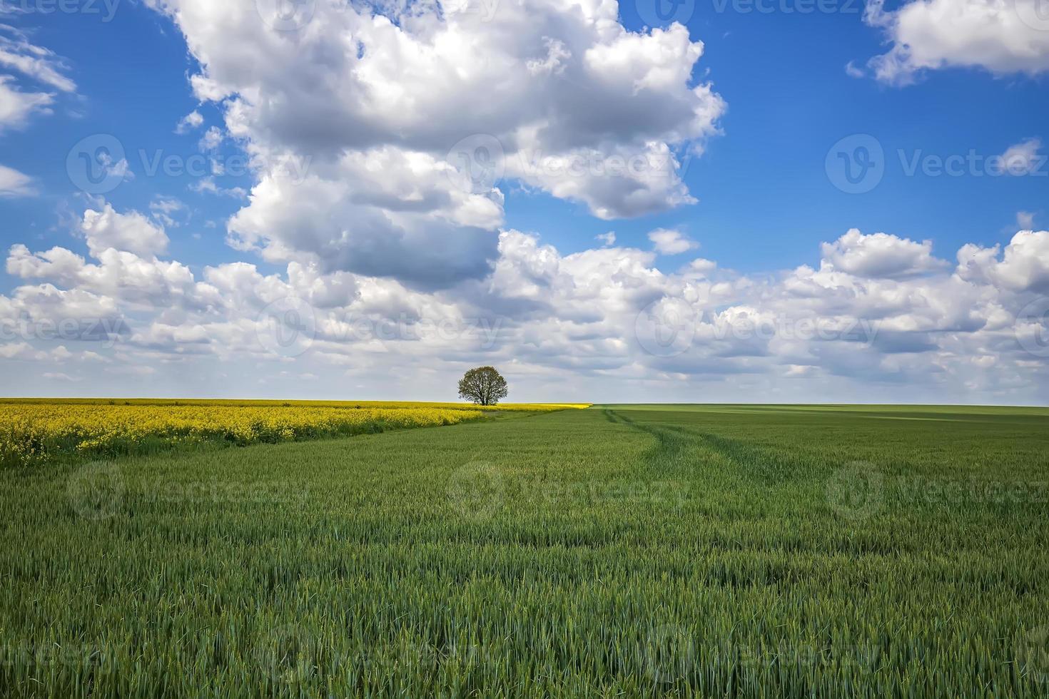 un' bellissimo rurale paesaggio su un' verde Grano campo, fioritura stupro e solo albero foto