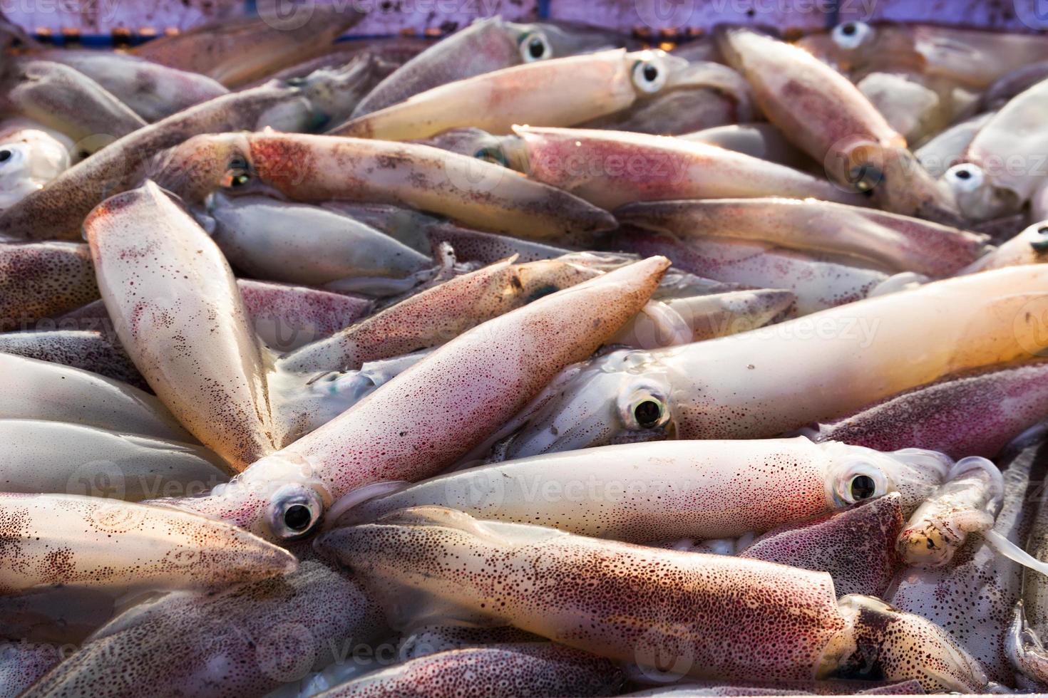 calamari freschi al mercato foto