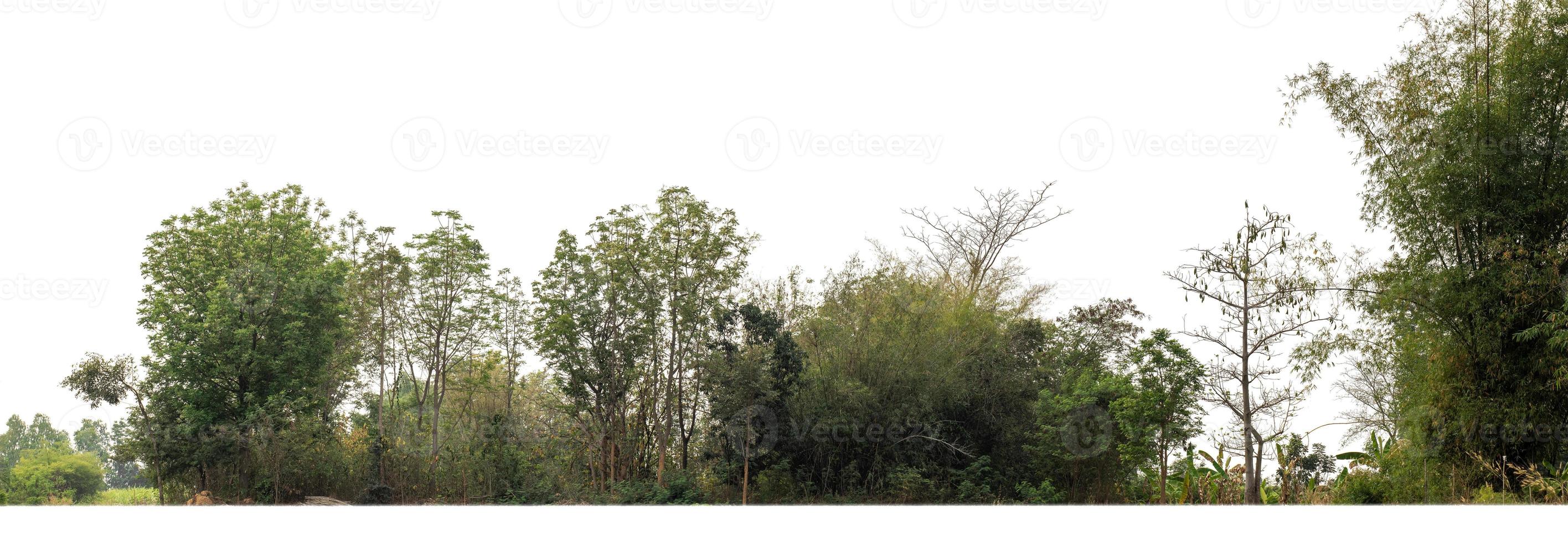 verde alberi isolato su bianca sfondo.sono foresta e fogliame nel estate per tutti e due stampa e ragnatela pagine con tagliare sentiero e alfa canale foto