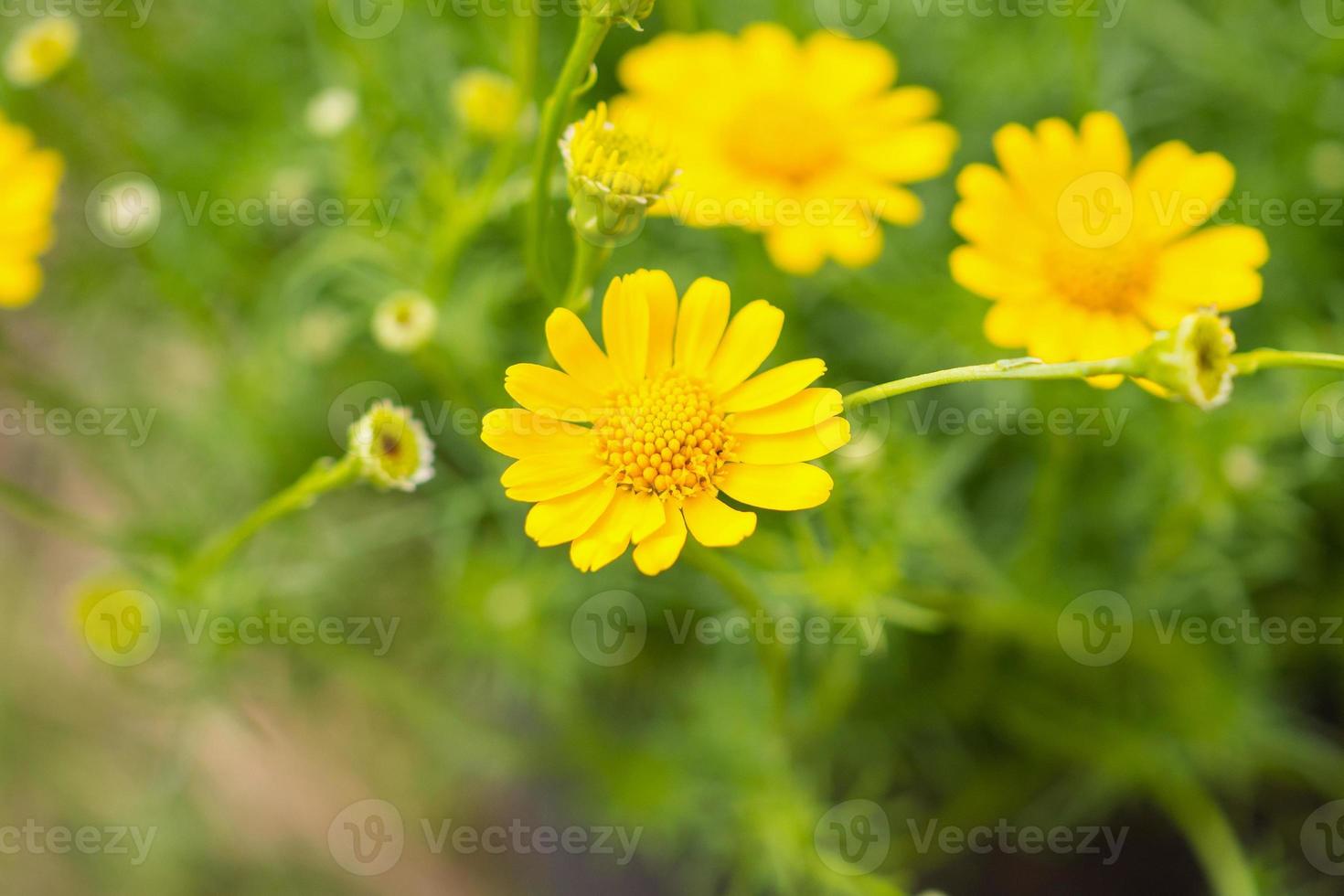 bellissimi fiori a margherita sul prato verde foto