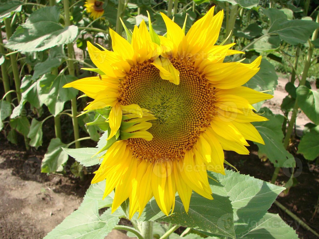 girasoli crescere nel il campo nel il estate di il sfondo di il blu cielo. avvicinamento foto