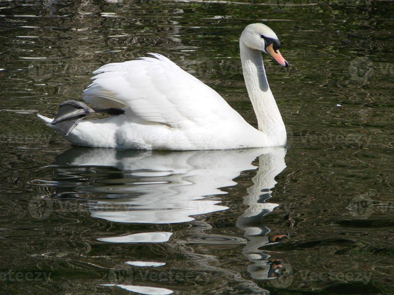 bellissimo cigno su un' cristallo chiaro blu fiume riflessione foto