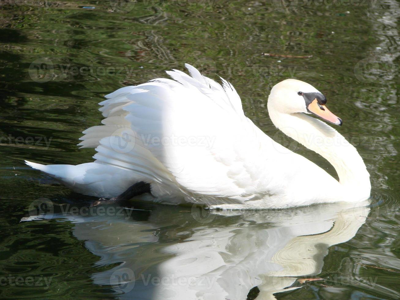 bellissimo cigno su un' cristallo chiaro blu fiume riflessione foto