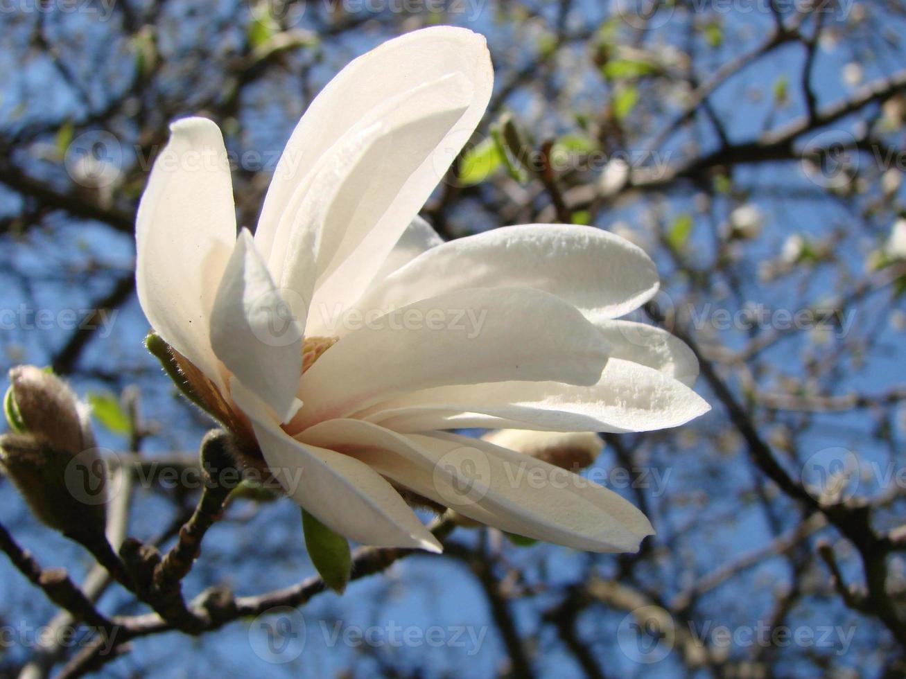 bianca magnolia fiore contro il cielo avvicinamento foto