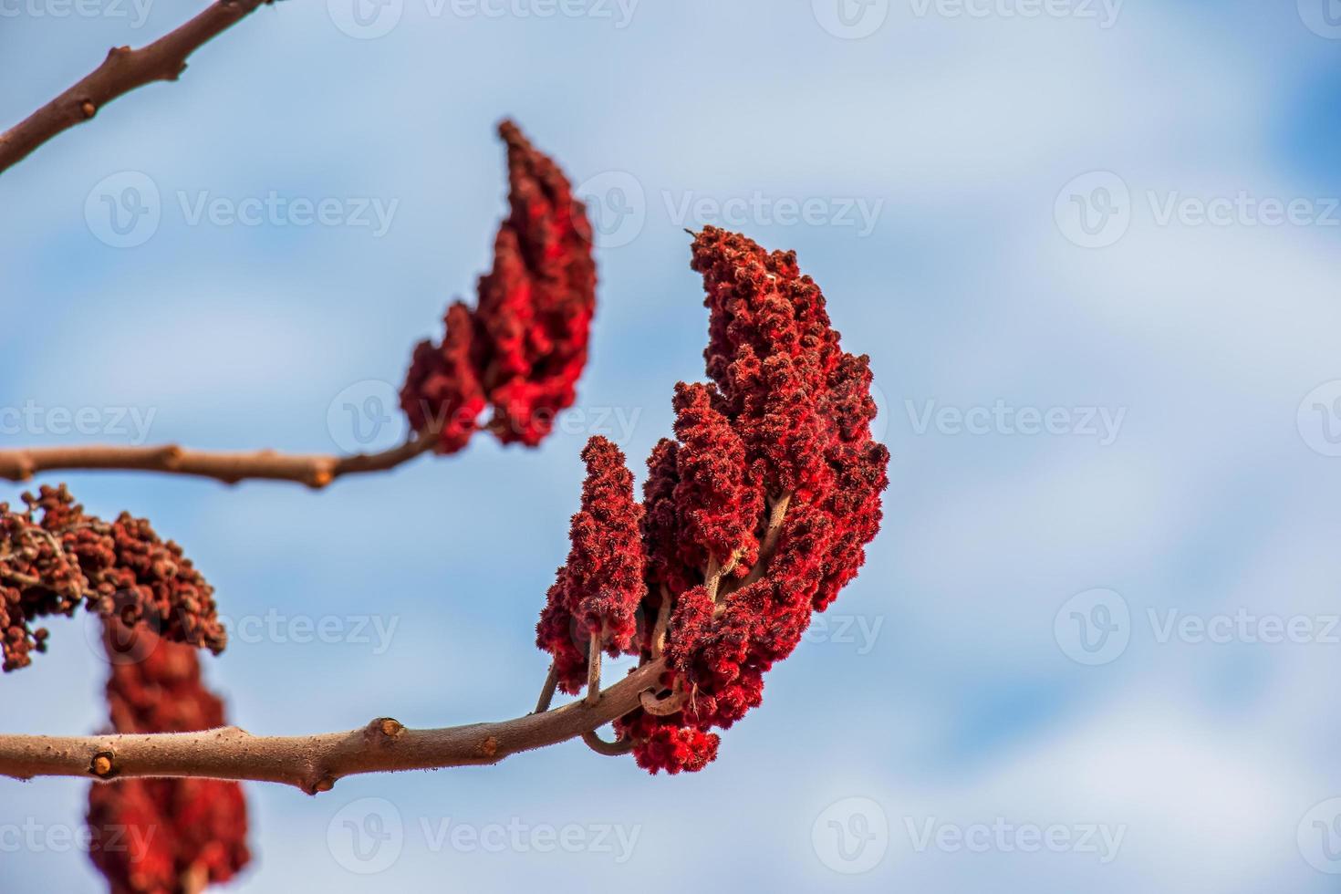 corno di cervo sommacco ramo con semi contro blu cielo - latino nome - rhus tifina foto