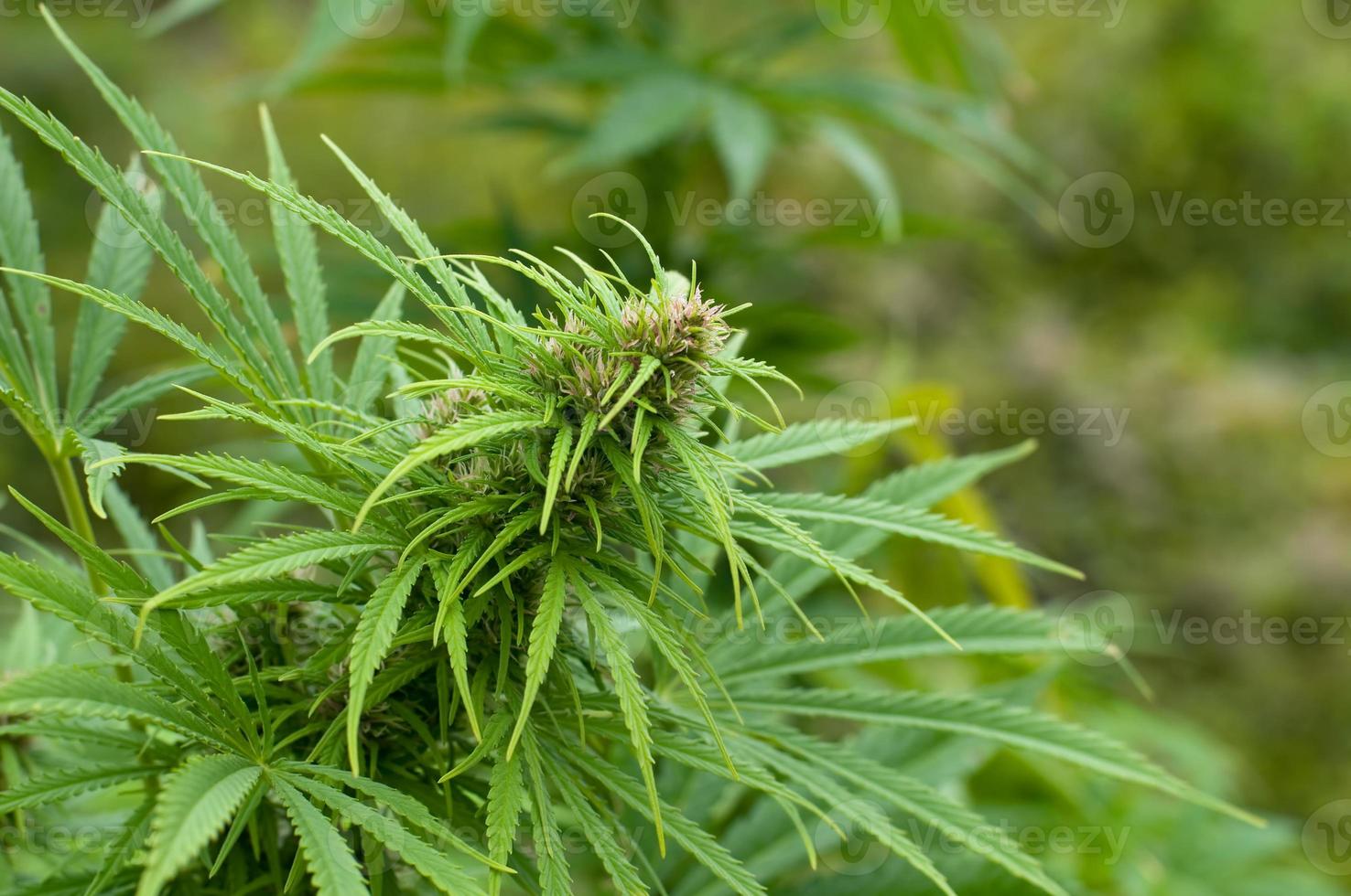 crescente germoglio di marijuana foto
