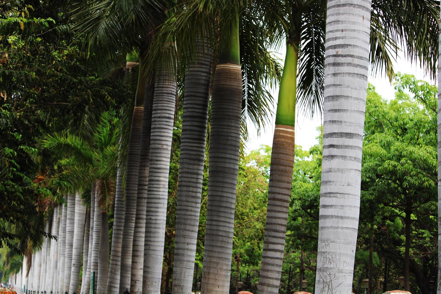 reale palma alberi. foto