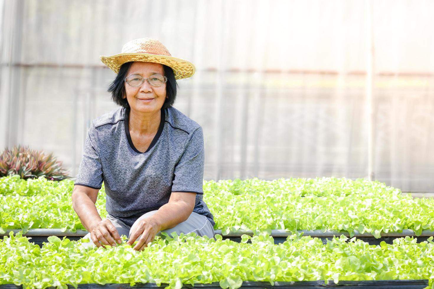 anziano asiatici coltivare biologico verde insalata verdure nel trame su il terra. concetto di salutare mangiare, biologico cibo crescere verdure per mangiare a casa. copia spazio foto