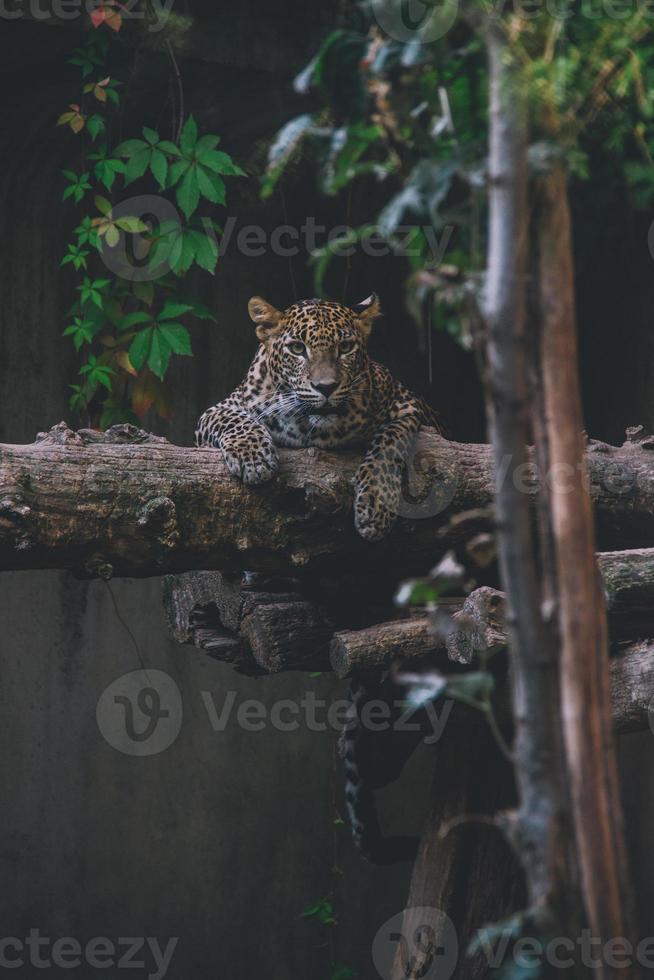 sri lanka leopardo dire bugie su un' albero tronco foto