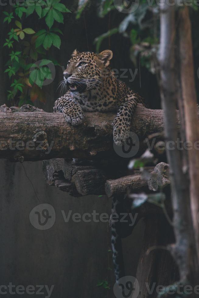 sri lanka leopardo dire bugie su un' albero tronco foto