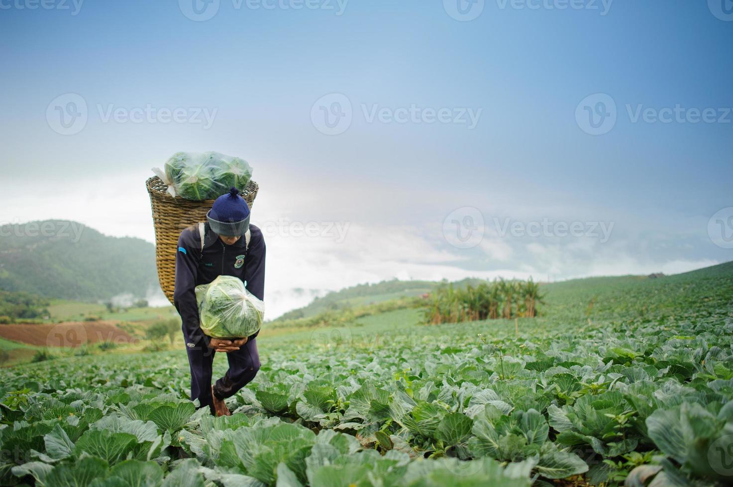 cavolo e contadino su agricoltura sfondo foto