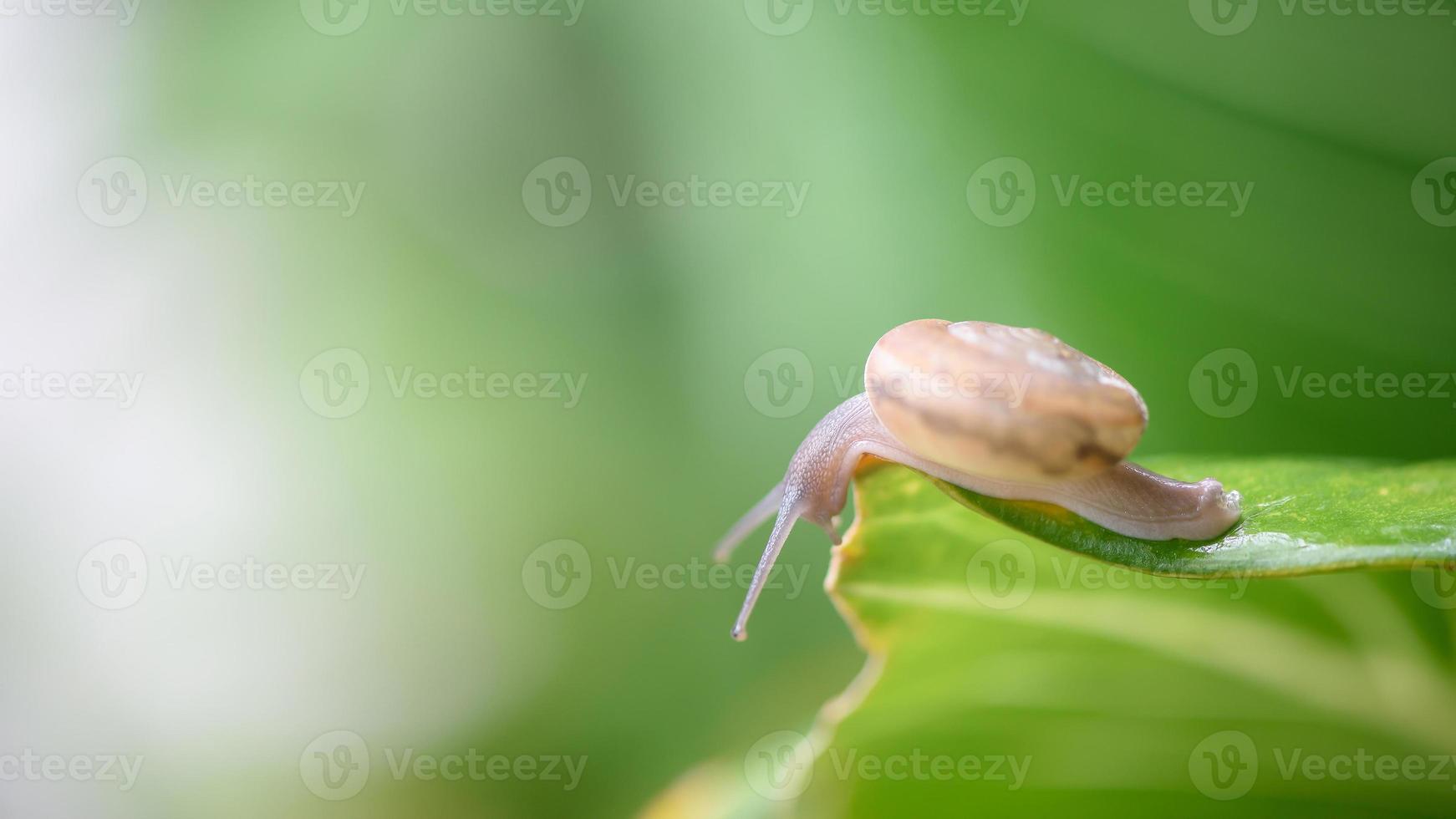 un' piccolo Marrone lumaca si aggrappa per un' foglia nel il giardino. foto