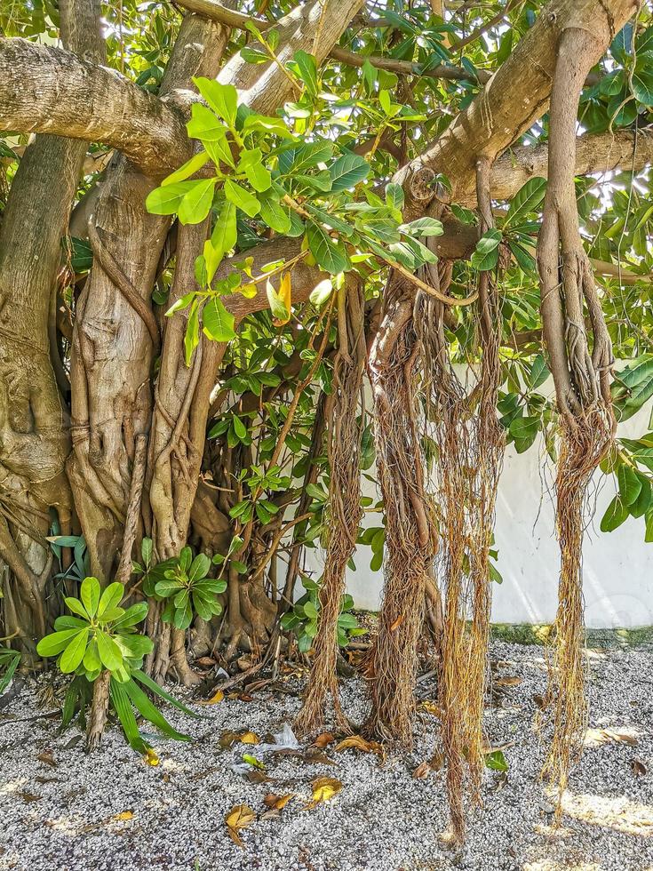 enorme bellissimo ficus maxima Figura albero playa del Carmen Messico. foto