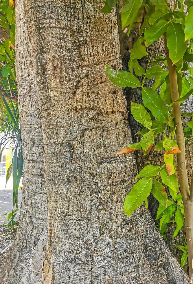 enorme bellissimo ficus maxima Figura albero playa del Carmen Messico. foto