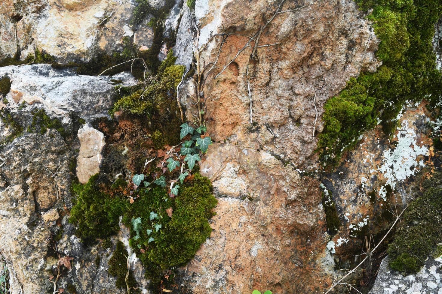 un' pietra coperto di vegetazione con verde muschio foto