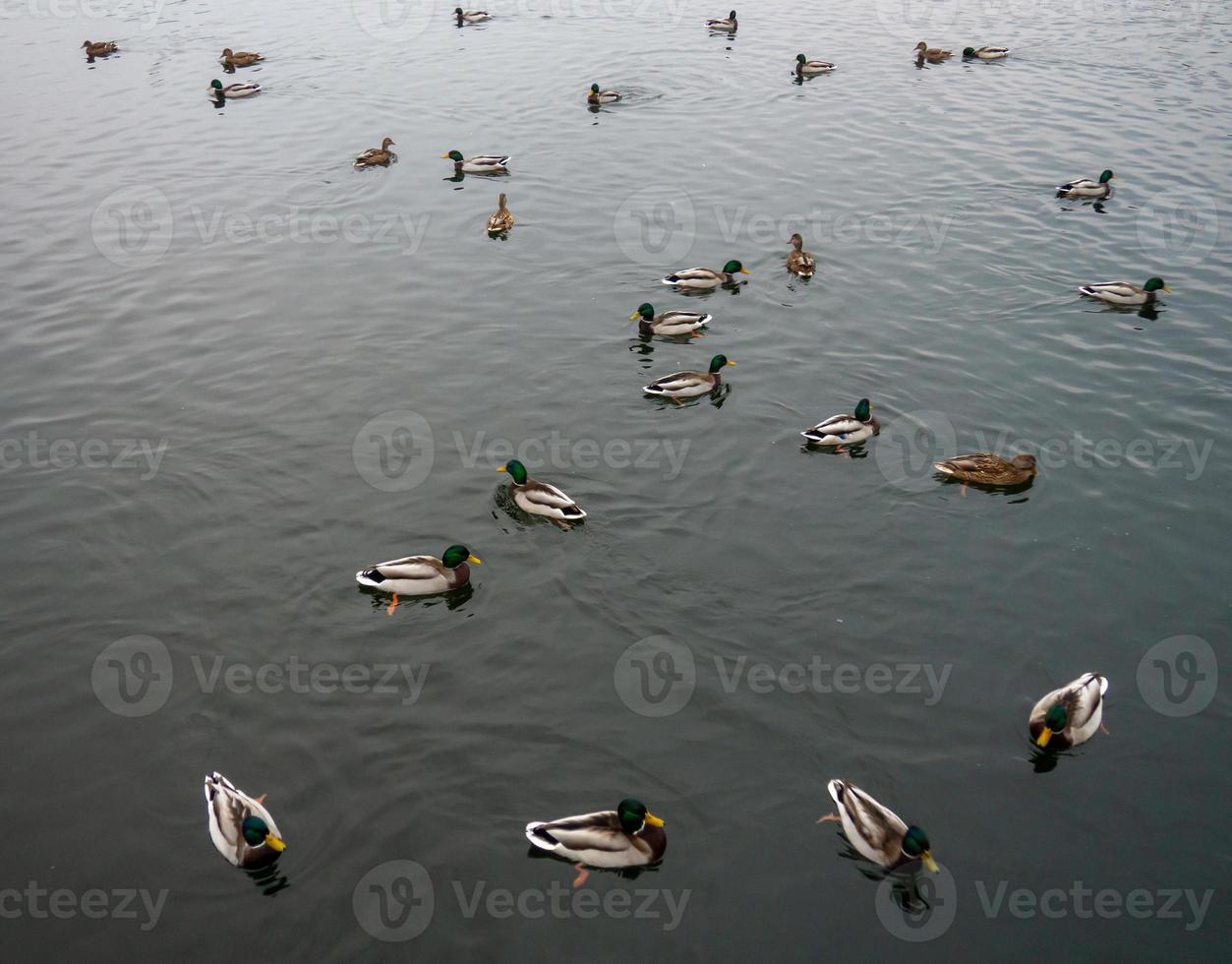 autunno lago con nuoto anatre. il superficie di il acqua. foto