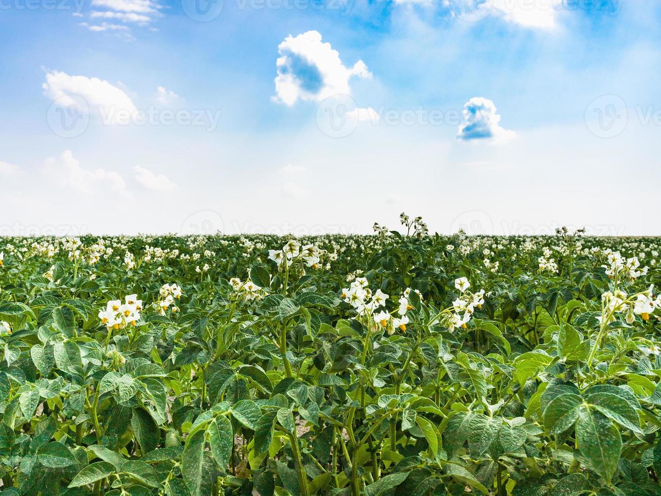 fioritura Patata pianta su campo nel Francia foto