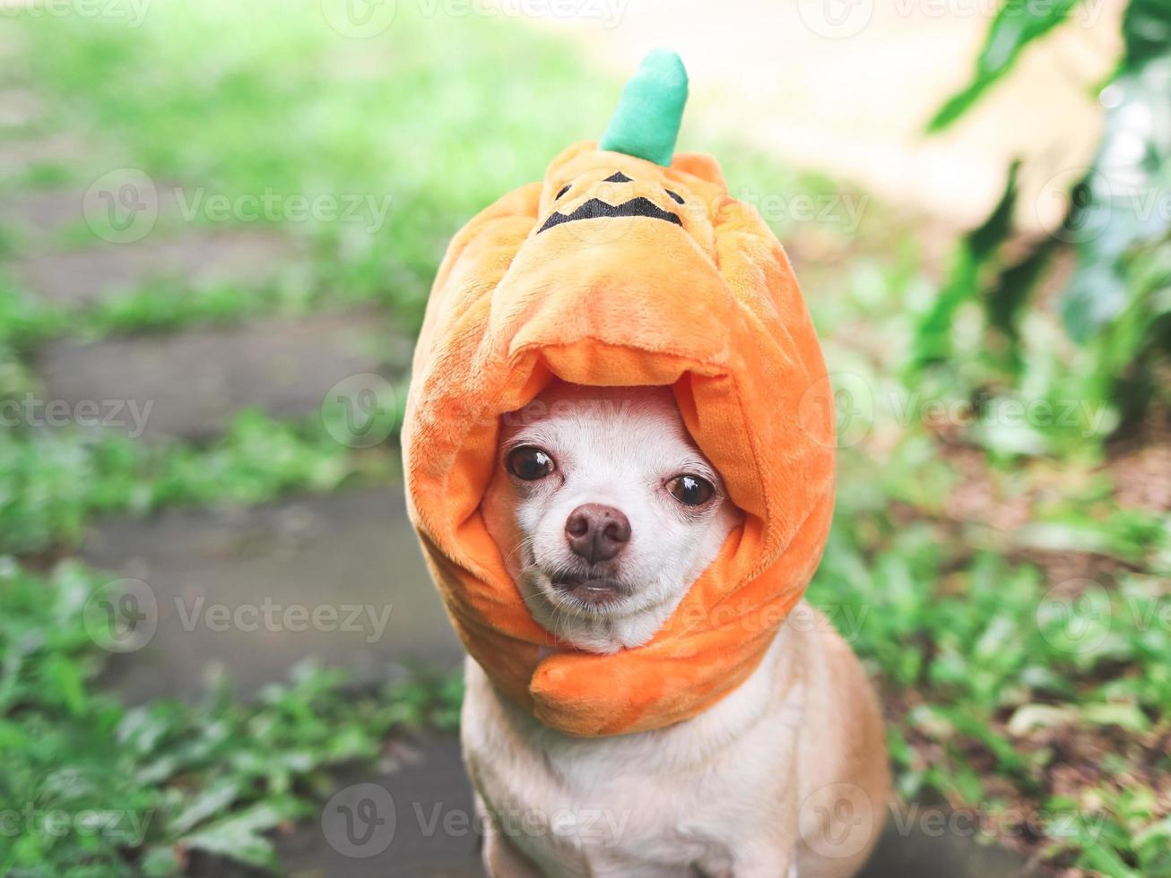 Marrone corto capelli chihuahua cane indossare Halloween zucca cappello seduta su cemento piastrella su verde erba nel il giardino, guardare a telecamera. foto