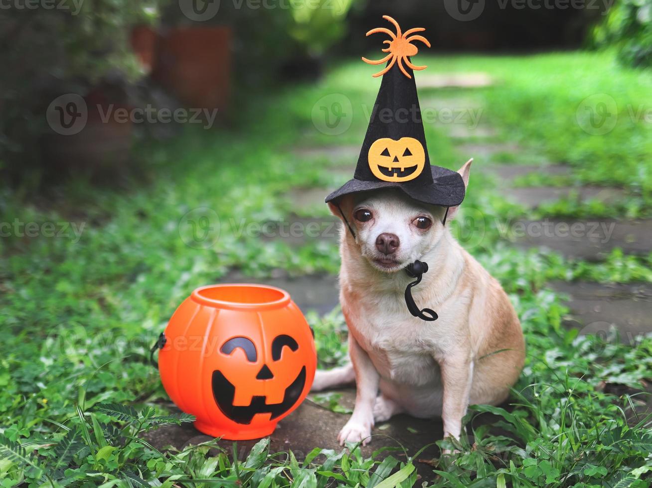 corto capelli chihuahua cane indossare Halloween strega cappello decorato con zucca viso e ragno, seduta su cemento piastrella nel il giardino con plastica Halloween zucca cestino. foto