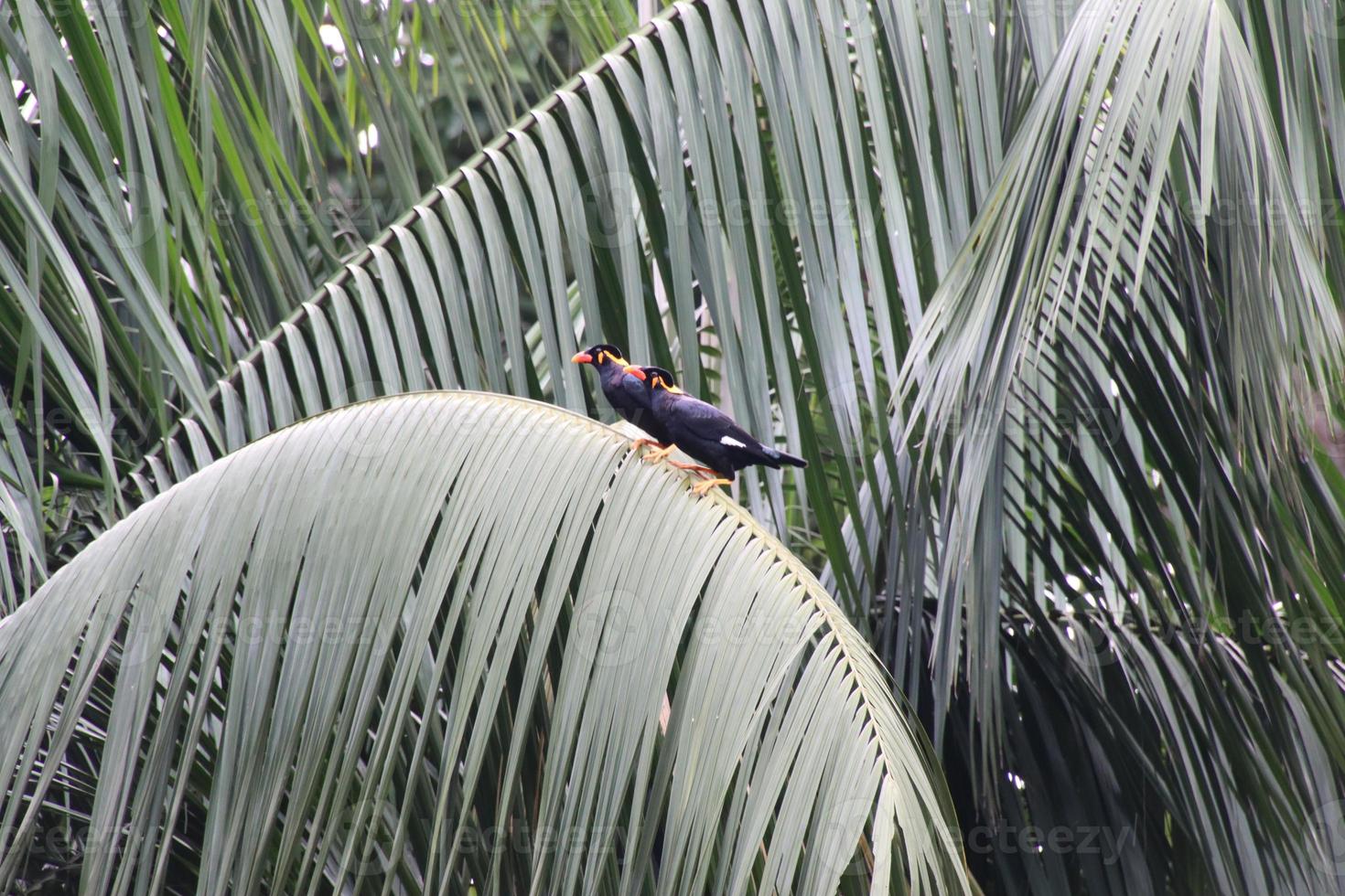 Comune collina mynah foto