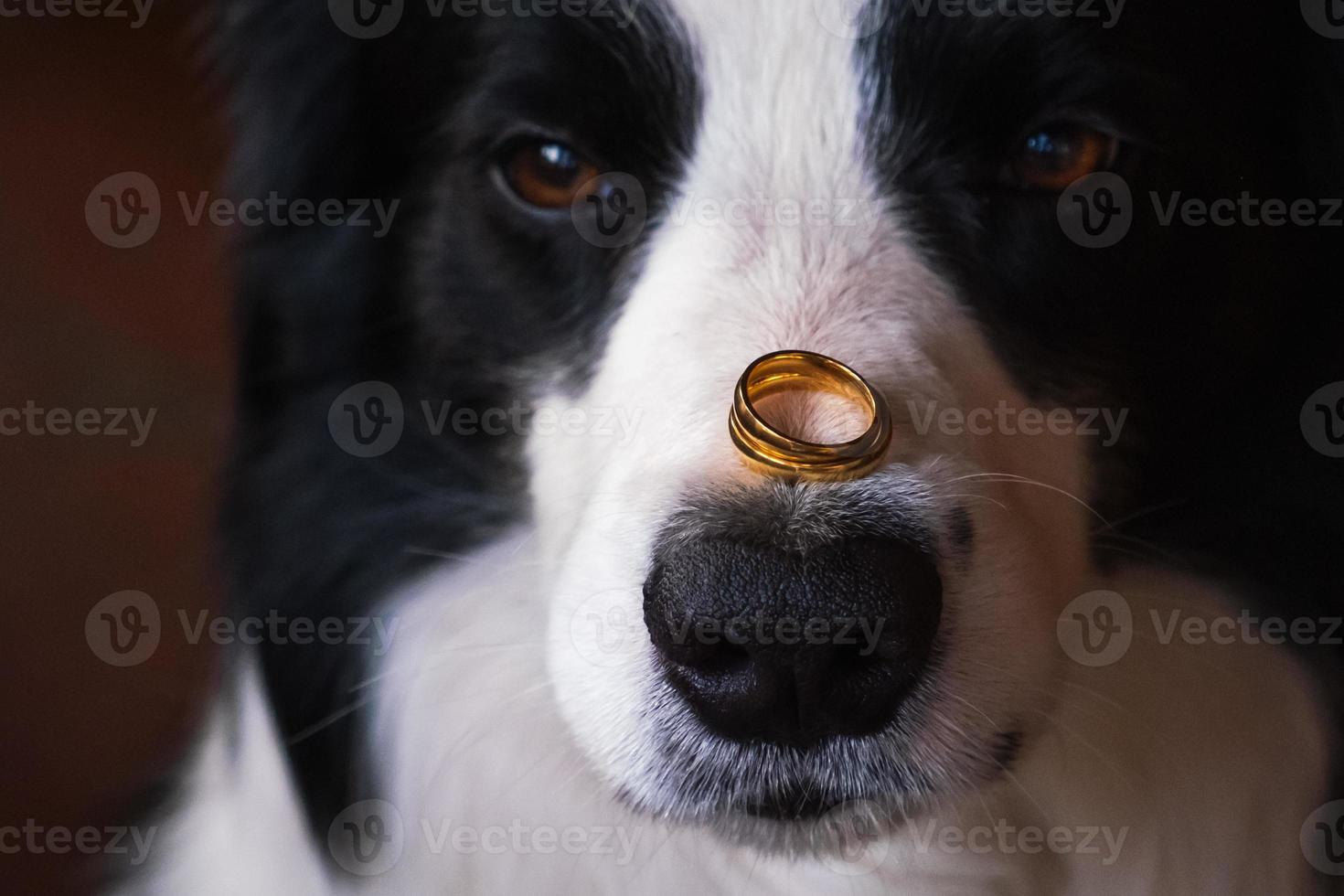 volontà voi sposare me. divertente ritratto di carino cucciolo cane confine collie Tenere Due d'oro nozze anelli su naso, vicino su. Fidanzamento, matrimonio, proposta concetto. foto