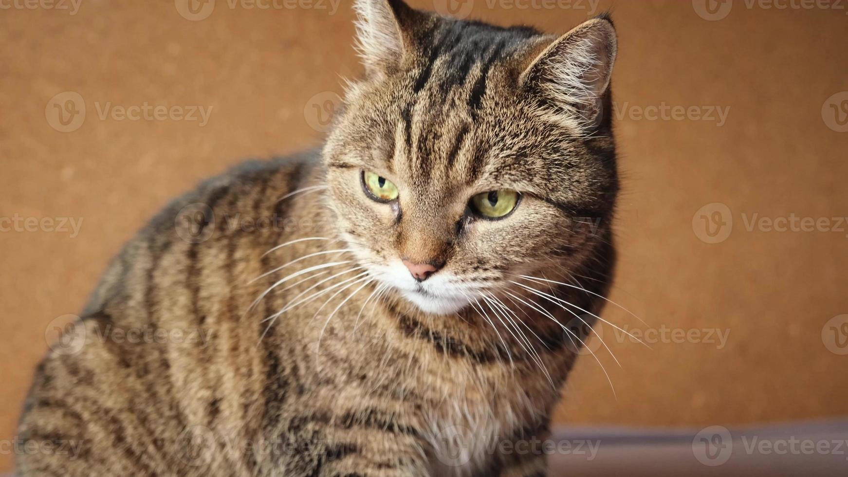 divertente ritratto arrogante corto dai capelli domestico soriano gatto in posa su buio Marrone sfondo. poco gattino giocando riposo a casa interno. animale domestico cura e animale vita concetto. foto