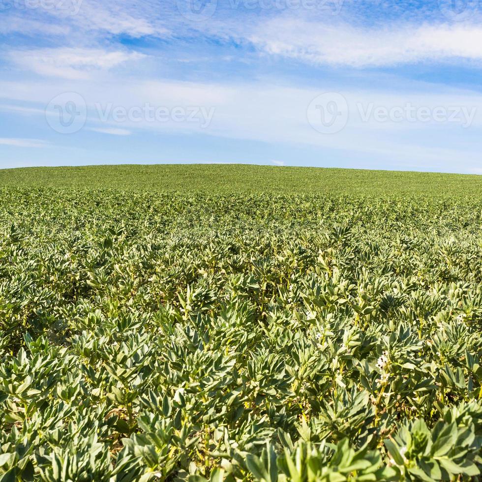 Vicia faba fagiolo campo nel passo di calais regione foto