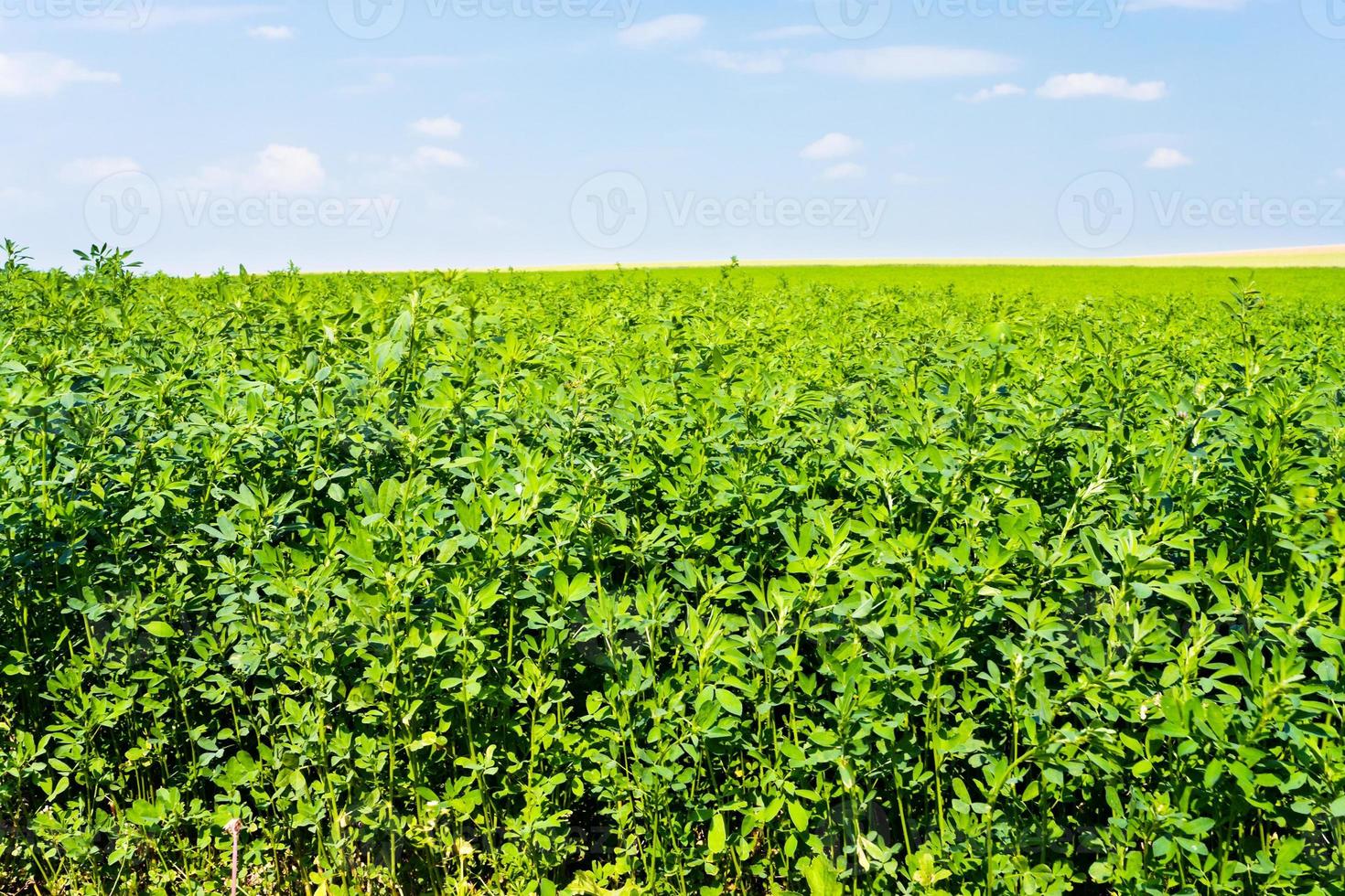 erba medica piantagione nel Francia foto