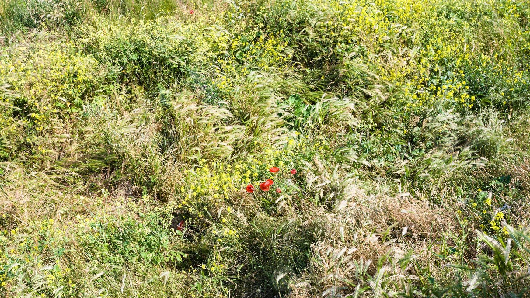 rosso papavero fiori su prato su berretto gris-nez foto