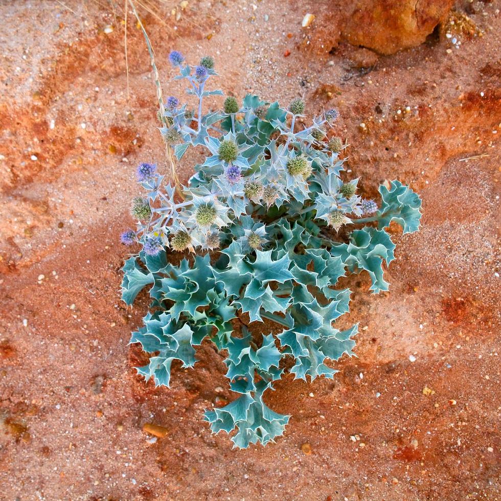 verde bur su rosso sabbia terra foto