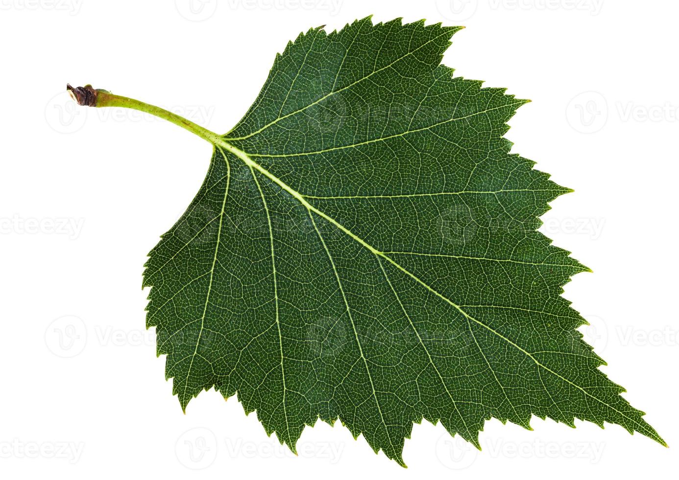 verde foglia di betulla albero isolato foto