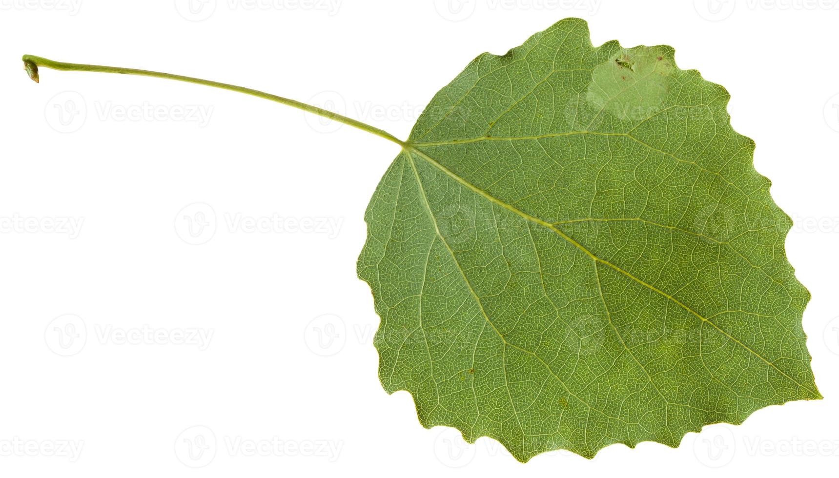 indietro lato di verde foglia di pioppo tremolo isolato foto