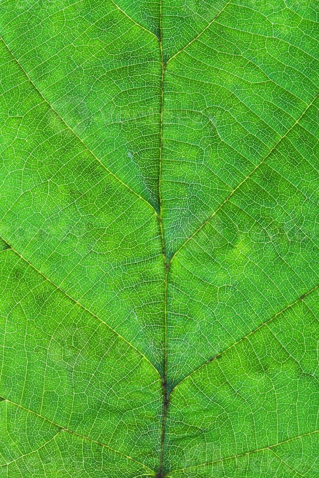 verde foglia di nocciola albero foto